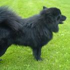 Schwedischer Lapphund