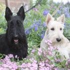 Scottish Terrier