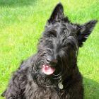 Scottish Terrier