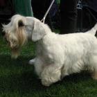 Sealyham Terrier