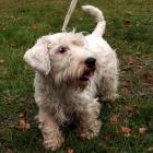 Sealyham Terrier