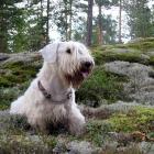 Sealyham Terrier