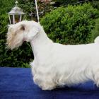 Sealyham Terrier