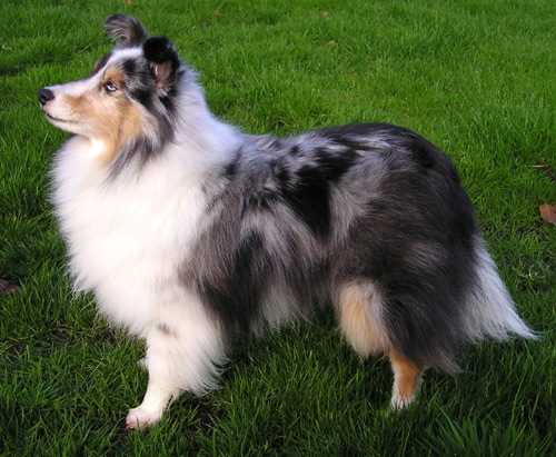 Shelties vom Aggergrund