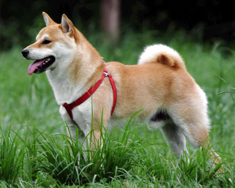 Shiba Inu | Nippon Teikoku-Hatsu