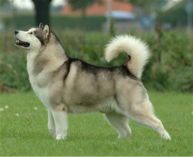 Of Timber Kennel