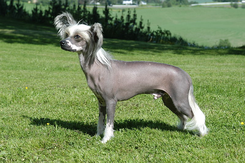 Chinese Crested Powderpuff