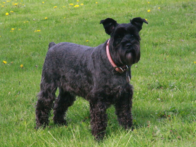 Zwergschnauzer vom blauen Hibiskus