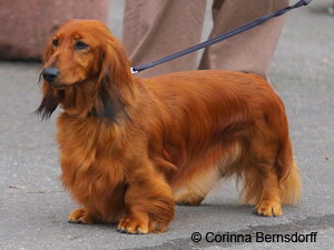 Mini Dream Doxie's