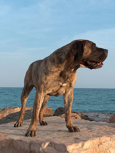 Bavarian Presa Canario