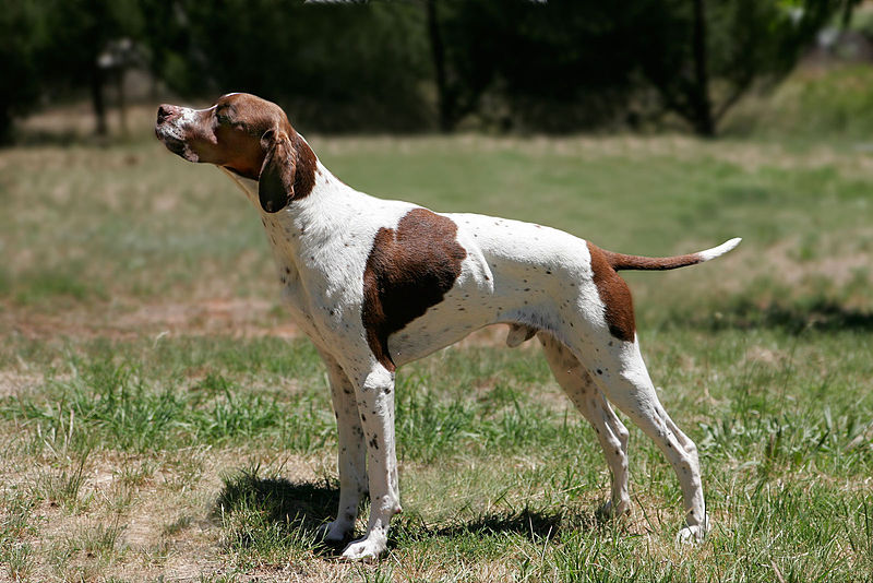 Franchanna’s Pointer