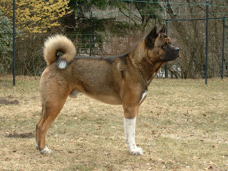 Akita's of Wettiner Ken