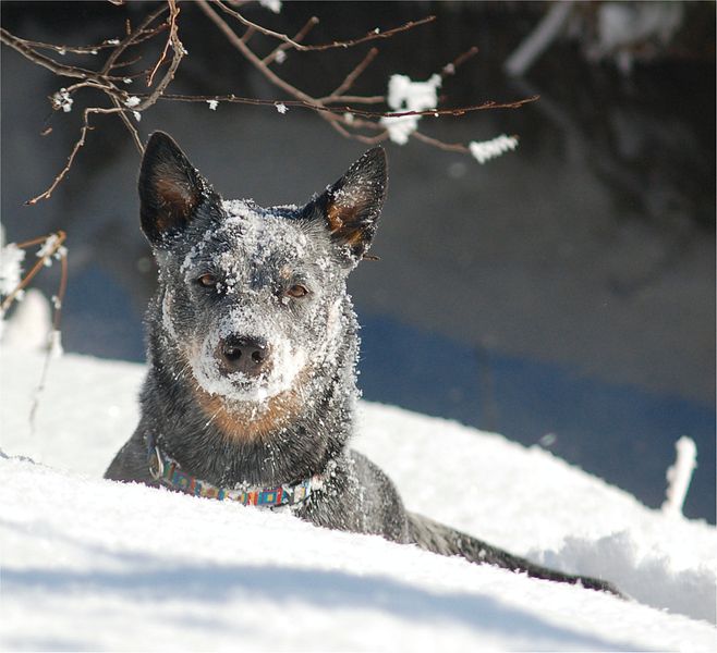 True-Blue Outback Heeler