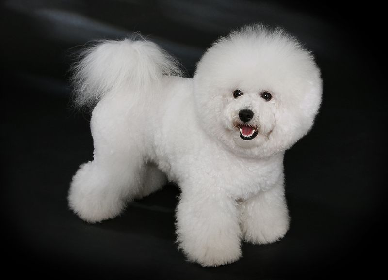 Little white Bichon