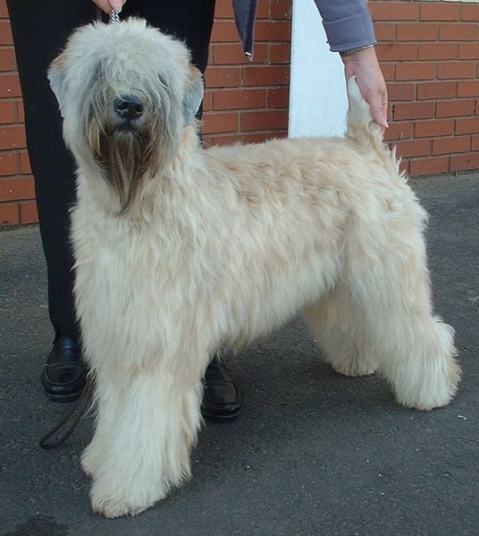 Wheaten vom Hof Höltring