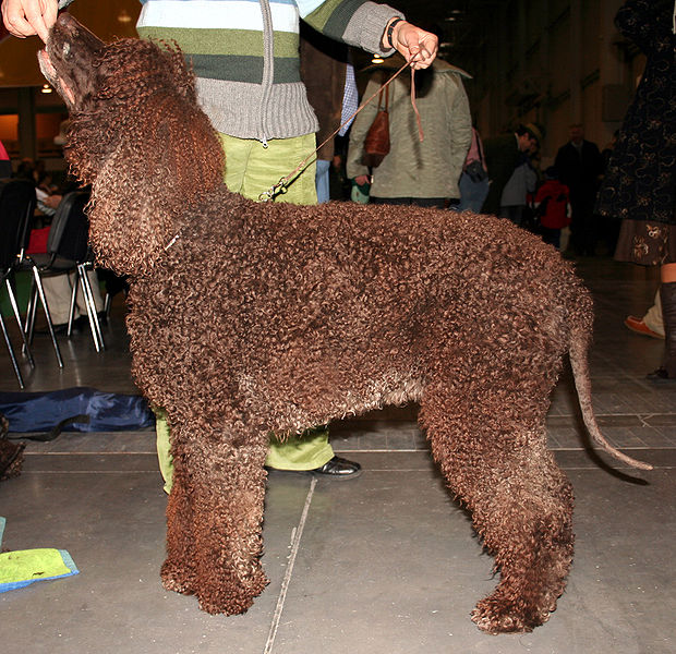 The Waterspaniel