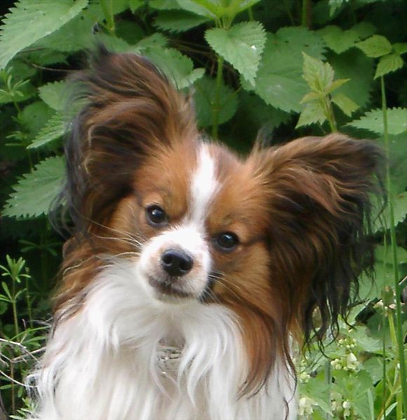 Kleiner Freund Papillon