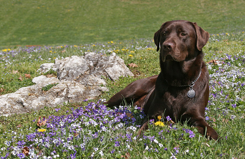 Ostsee-Labrador