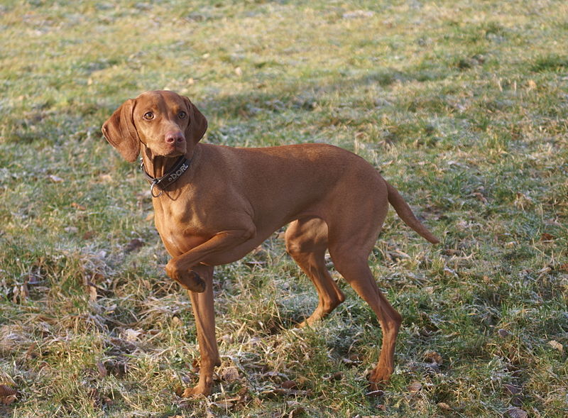 Von der Dresdener Heide