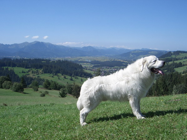 Von der zottigen Familie