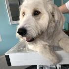 Großer Hund