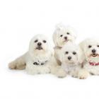 Meine eigenen Hunde Bonny Eddi Luna Jessy
