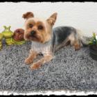 Kleine Rassen :-) 
