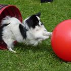 Treibball
