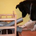 Hundespiele für Zuhause