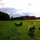 Wald und Wiese