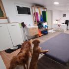 Tiertherapiepraxis Böse-Baer