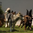 Spiel im Garten