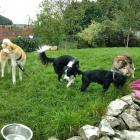 Hunde im Garten