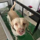 Unterwasserlaufband Hundephysio Itzehoe