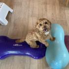 Medizinische Trainingstherapie Hundephysio Itzehoe