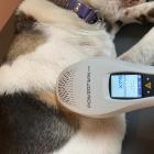 Lasertherapie Hundephysio Itzehoe