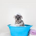 Hunde waschen