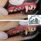 Zum Vergrößern klicken Zahnstein-Entfernung OHNE Narkose