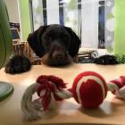 Zum Vergrößern klicken Hundesalon Anmeldung