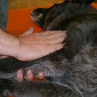 Lymphdrainage