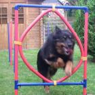 Fun Agility (Hier als Beispiel im Garten)