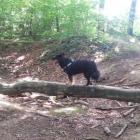 Active Dog-Walking mit Abenteuer im Wald