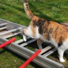 Kater beim Gerätetraining