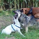 spielende Hunde