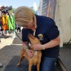 Emmett-Therapie beim Hund