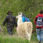 Tiergestützte Therapie mit Lamas