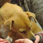Achtsamkeitstraining mit Hund - Tiergestützte Hundetherapie