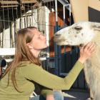 Tierbegegnung hautnah - Lamas auf Augenhöhe erleben