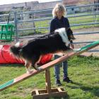 Hundetraining, das Spaß macht