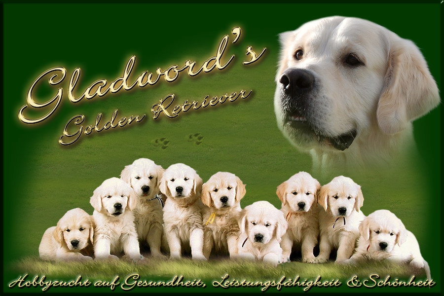 Gladword's Golden Retriever